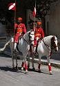 Marwari Horses_ Udaipur